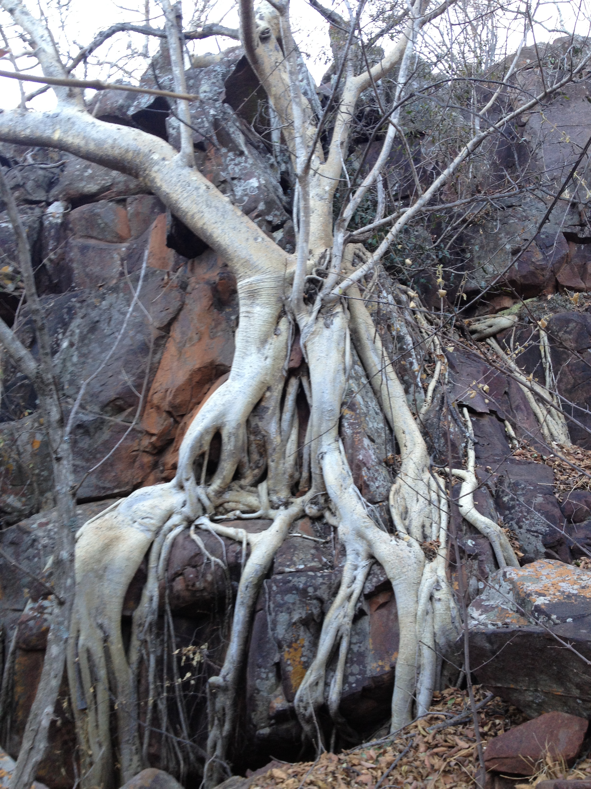 A wild fig tree, its pale roots gripping and cascading down a rugged rock face — rootedness and resilience in the wild.